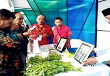 Kangkung Bisa Jadi Makanan Cemilan Kripik dan Stik Khas Mataram