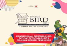 Indonesia Bird Con 2019 Akan Sambangi Kota Yogyakarta