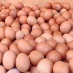 Harga Telur Rp26.800, Peternak dan Konsumen Sama-sama Menghadapi Risiko